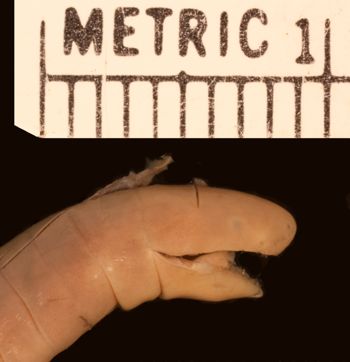 Media type: image;   Herpetology A-9407